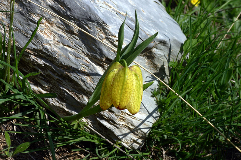 Fritillaria tubaeformis subsp. moggridgei / Meleagride alpino